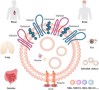 Migrasome and Tetraspanins in Vascular Homeostasis: Concept, Present, and Future